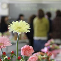 花育・桃生のガーベラ